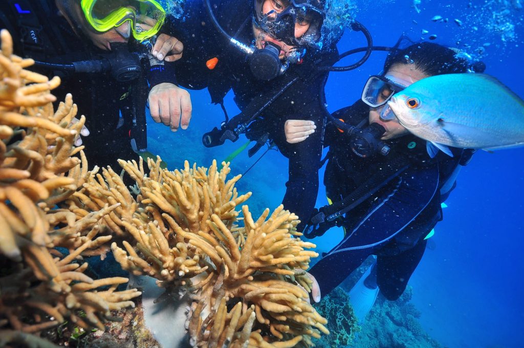 the corals