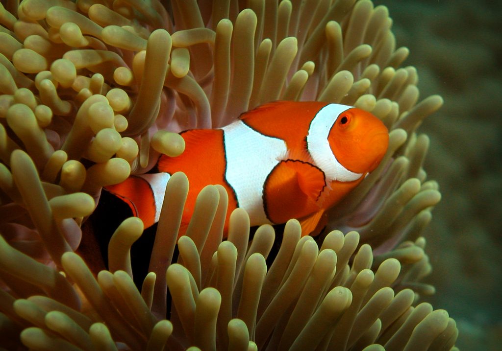 Found Nemo's cousin!