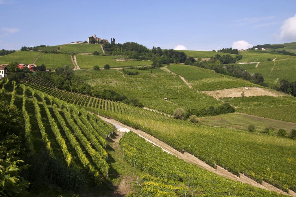 Hilly area and its vineyards (Langhe) in the province of Cuneo in Piedmont – Italy.