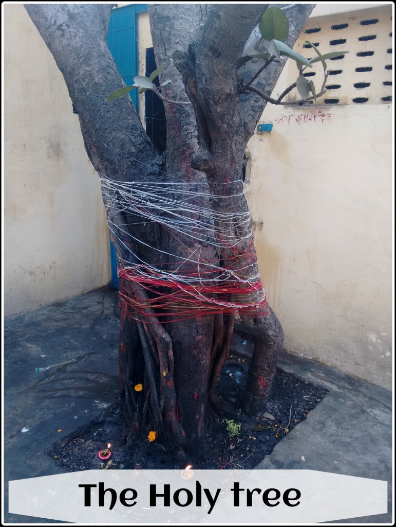 the Holy Tree