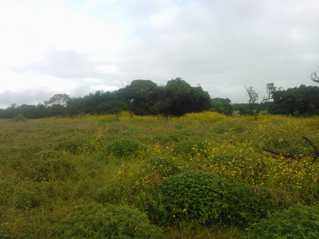 Flowers at the Kaas plateau