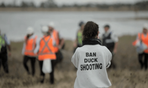 An anti-Hunting Protester Shot In Face By Duck Hunter