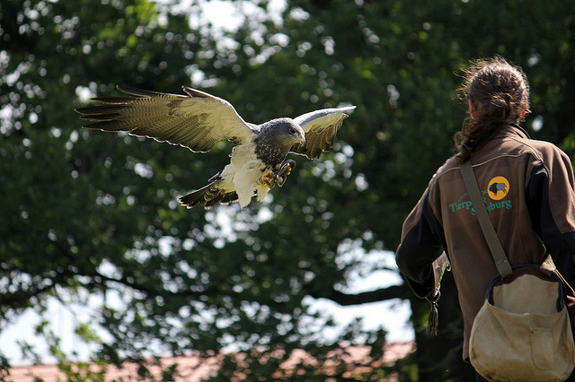 Falconry Picture Courtesy: https://www.flickr.com/photos/pinguin75/6511250027/in/photostream/lightbox/