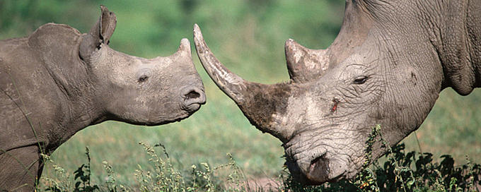 The endangered Black Rhino from Africa Picture Courtesy: assets.wwf.org.uk