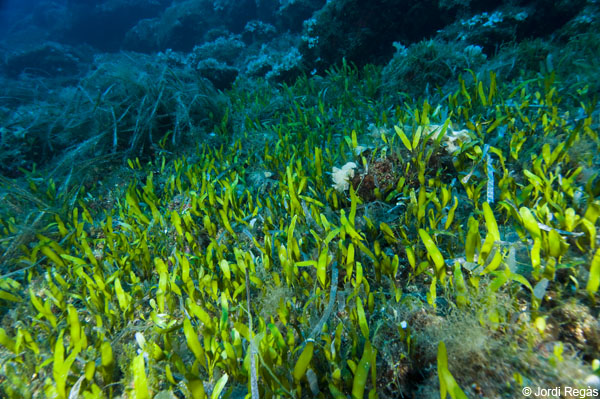 Caulerpa_Prolifera