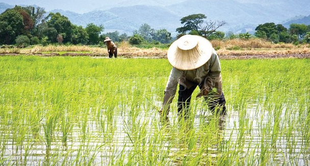 Rice Cultivation in Malawi wetlands. Photo Courtesy: BNL Times