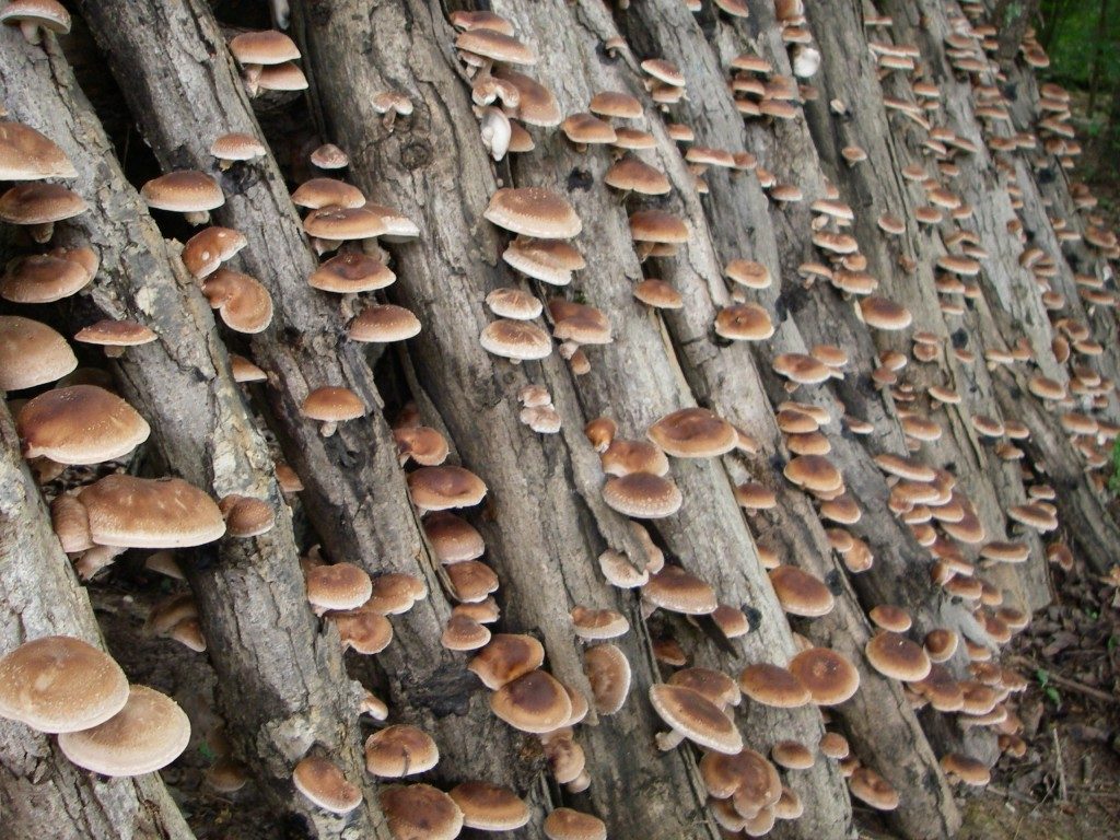 Soak and Strike Method is the most widely used technique to cultivate Shiitake Mushrooms- Image by Sharondale Farm