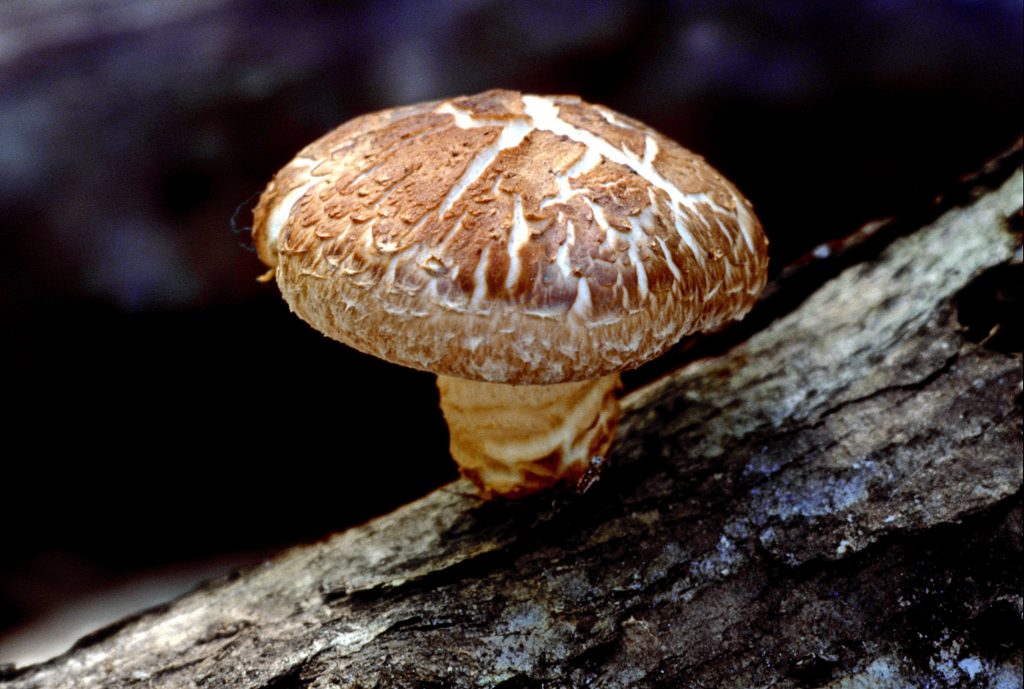 The Shiitake Mushroom- Image from Fresh Crop Mushrooms Online