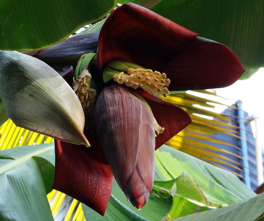 A Banana blossom Picture Courtesy: https://pixabay.com/en/banana-blossom-banana-tree-banana-321127/