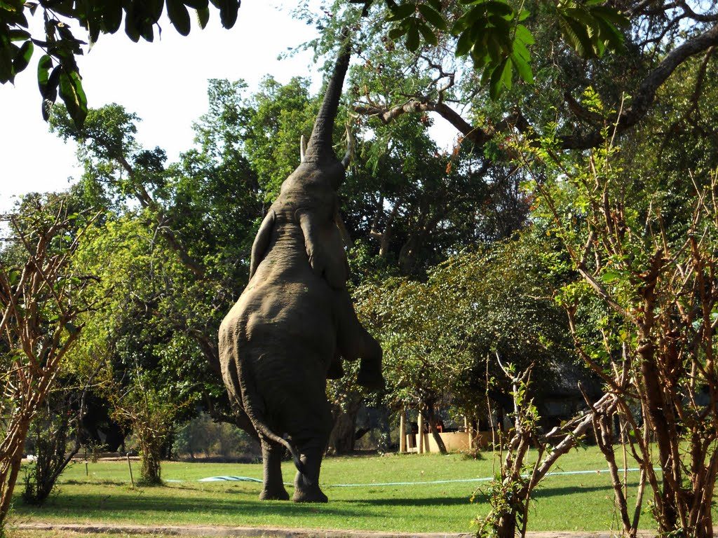 An elephant goes for his mapfura fix. Photo credit: marulalodge/panoramio