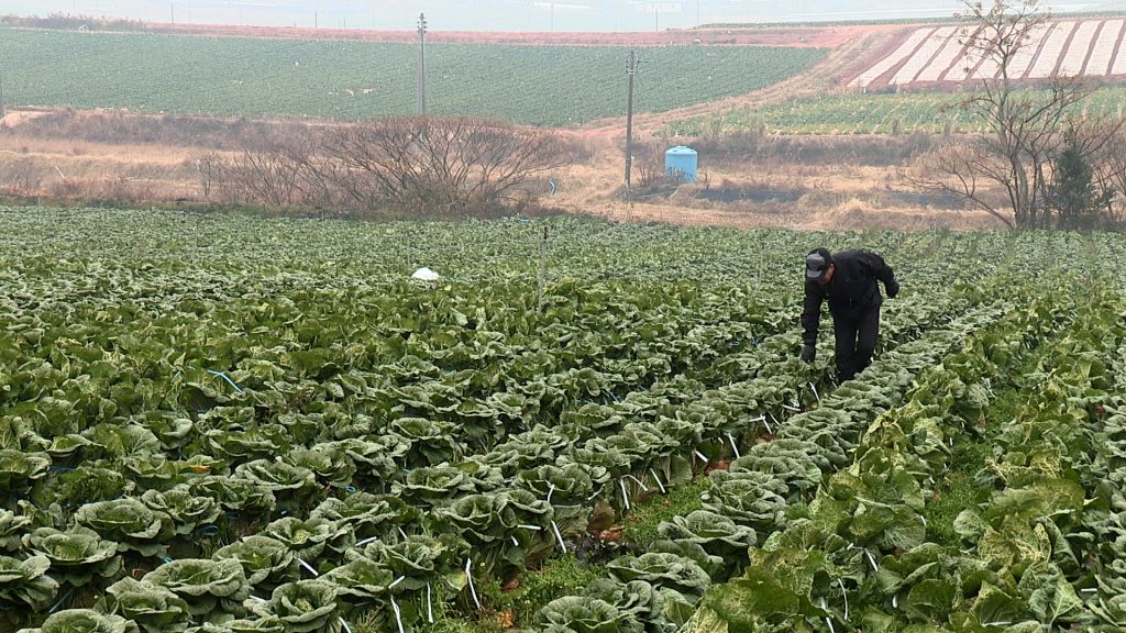 Cabbage field