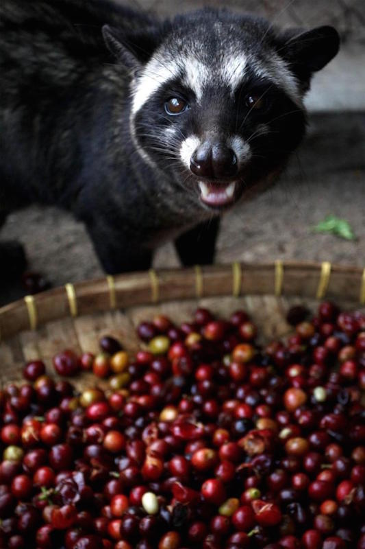 There have been numerous stories about force-feeding these poor animals in captivity for a boost in production. Photo credit: nydailynews
