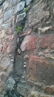 Saplings growing on the rain water passage