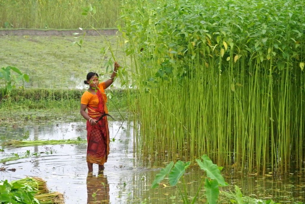 Jute, the 'golden fibre' being cultivated. Photo credit: brieencounter.wordpress