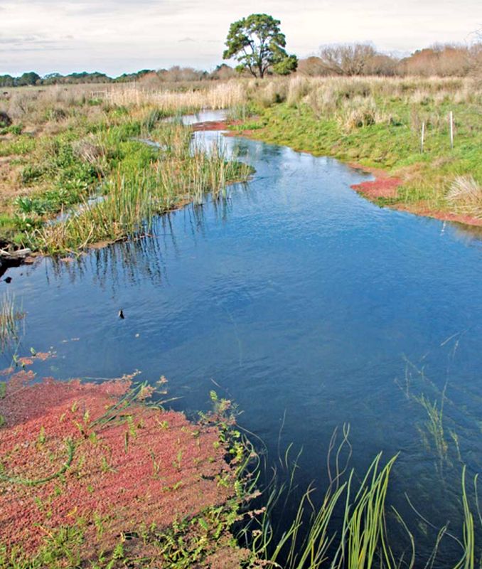 Darlots Creek, the main migration corridor for eels. Photo credit: heritageaustralia.com.au