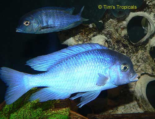 Malawi blue Dolphin Cichhlid Cyrtocara Moorii