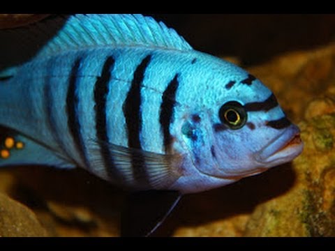 Mbuna