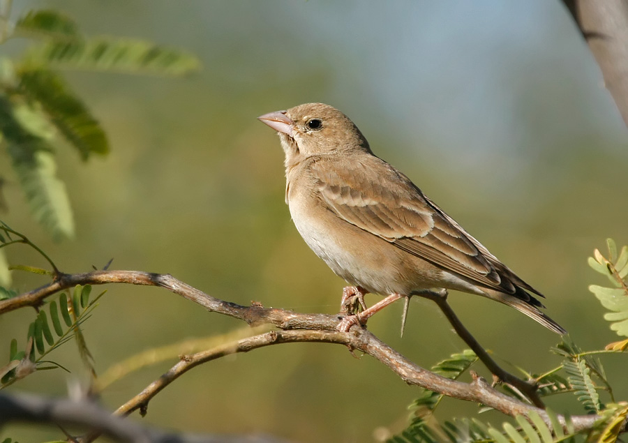Conservation India