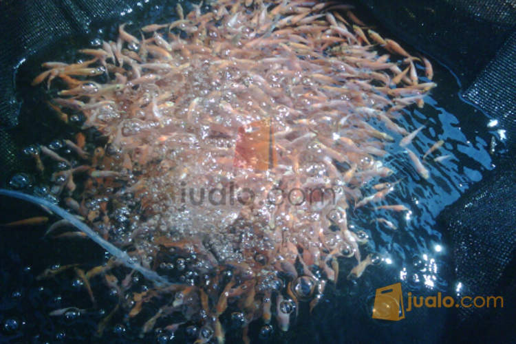 jual benih nila murah jualo jual benih nila murah jualo