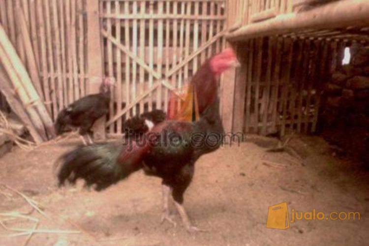 doc anakan ayam birma dan bangkok doc anakan ayam birma dan bangkok