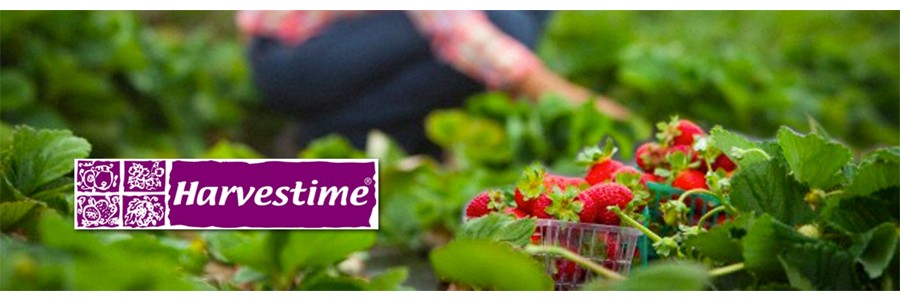 Harvestime Philippines