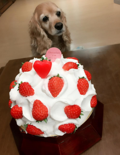 instagram https://www.instagram.com/p/BAKIJ48Mc1_/?tagged=chocolatyum