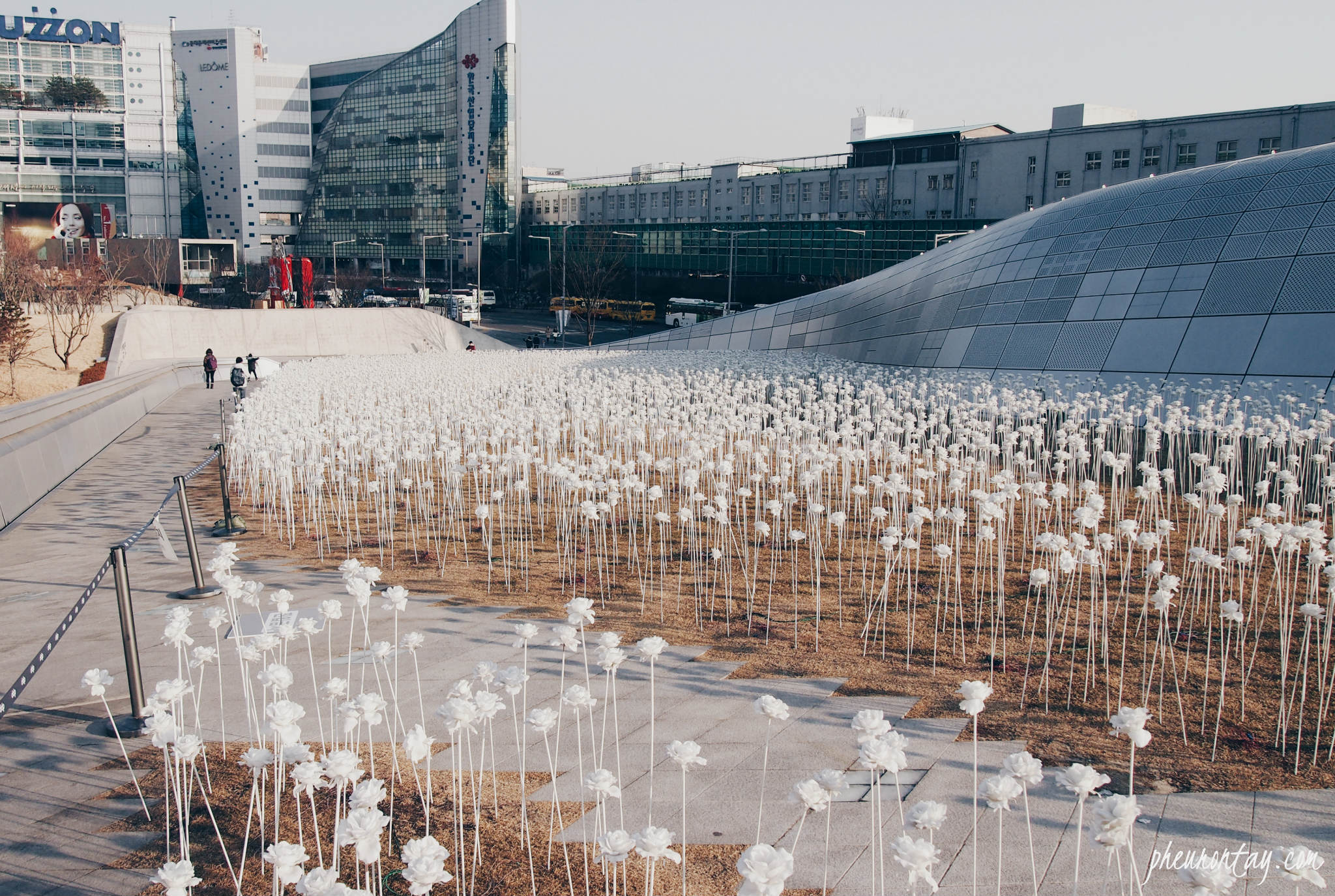 ddp-flower-day-time-1