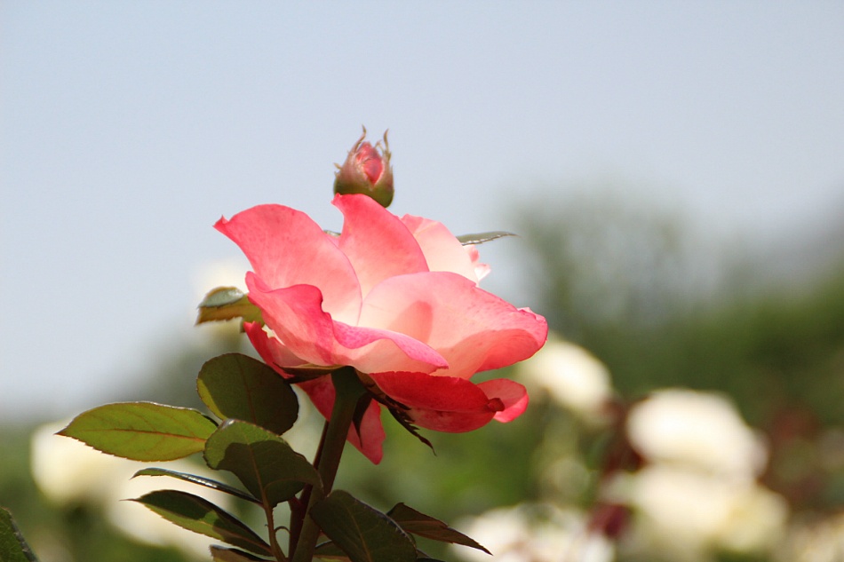 SeoulGrandPark rose festival11