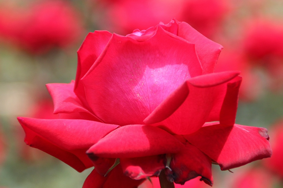 SeoulGrandPark rose festival10