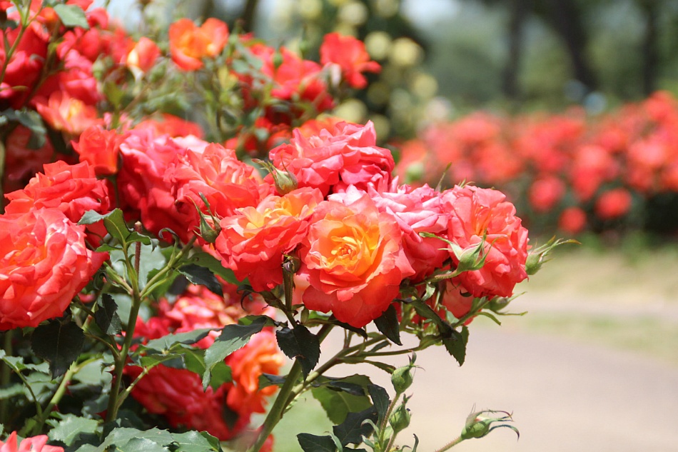 SeoulGrandPark rose festival9