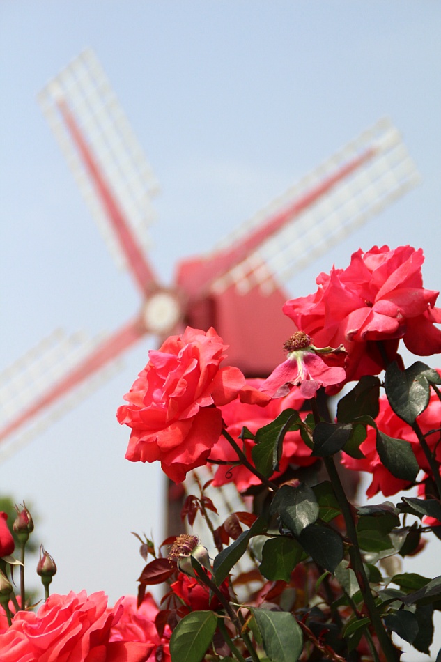 SeoulGrandPark rose festival8