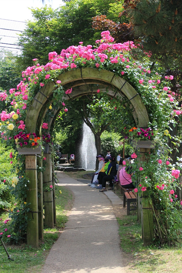 SeoulGrandPark rose festival4