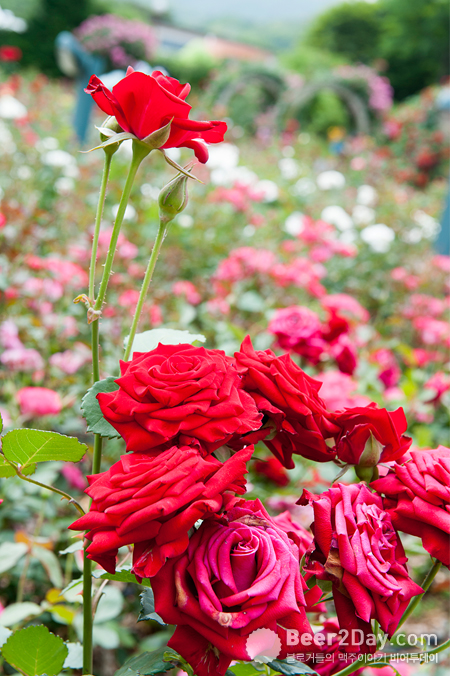 SeoulGrandPark rose festival3