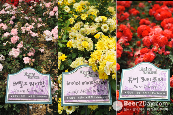 SeoulGrandPark rose festival2