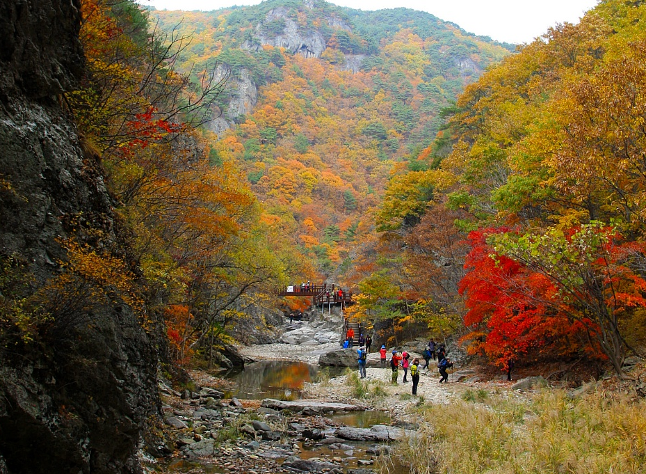 daum