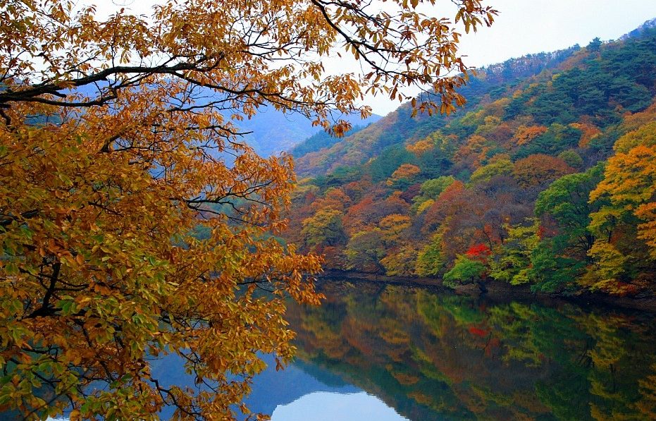 daum