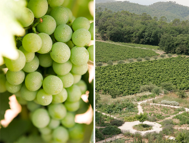 Image rights: View of Château Margüi vineyard http://www.luckymiam.com/en/chateau-margui/