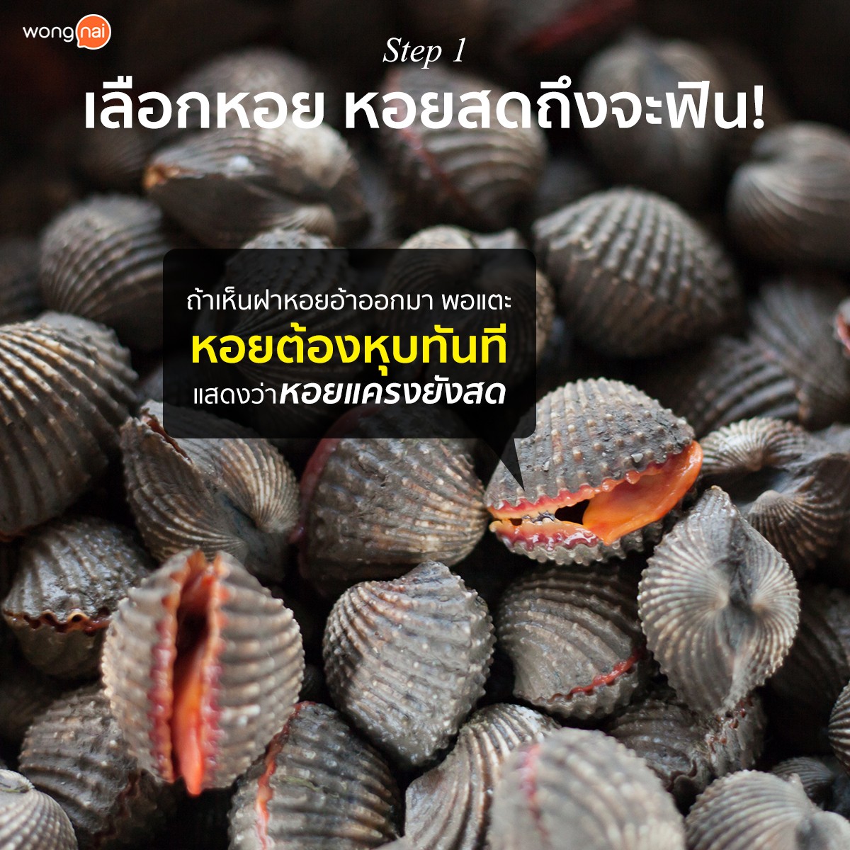 หอยแครง