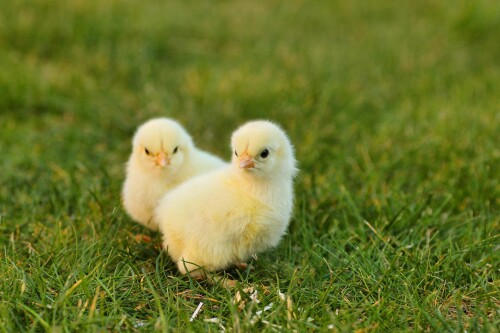 birds-g33e5b9618_1920.jpg