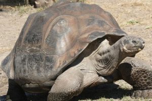 Kura-kura jantan raksasa Aldabra