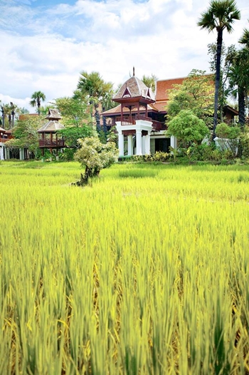 ดาราเทวีเชียงใหม่