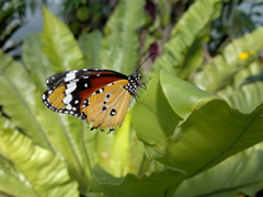 Picture taken by Nokia  N8 