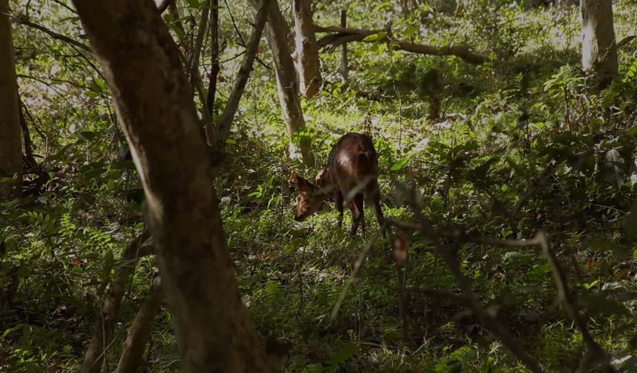 Forest Man