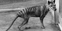 080519-tasmanian-tiger-02_thumb