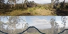 Ferntree_p_163_1_square_thumb