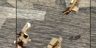 Terroir_npg_3screens_video_still_03_square_thumb