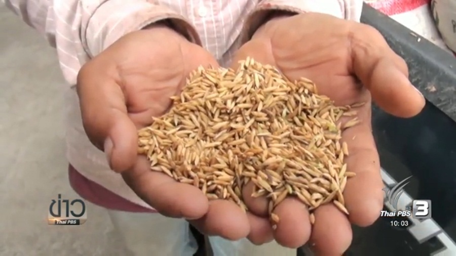 378_Rice.jpg
