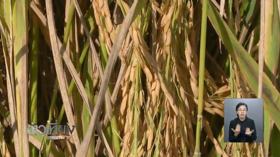 398_Rice.jpg
