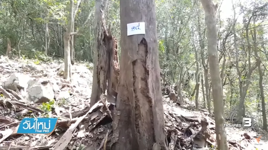 480_Wood.jpg