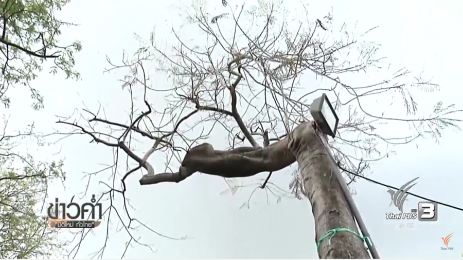 61_Tree.jpg